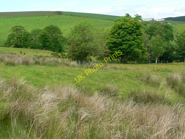 Photo 6"x4" Trees along burn towards  Plocach Mill Park c2010