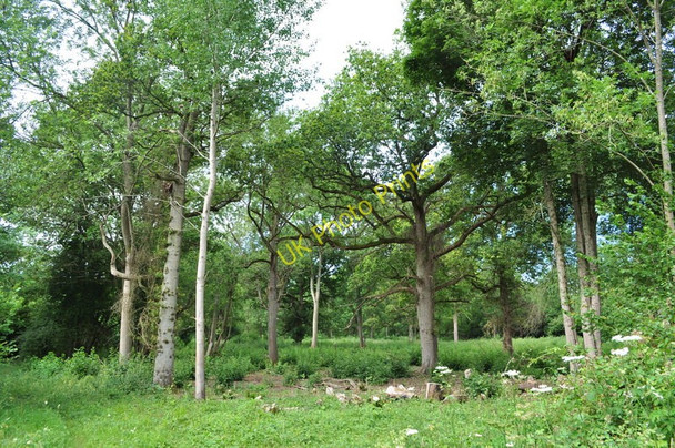 Photo 6"x4" Recently Coppiced Woodland Watton\/TF9100 c2010