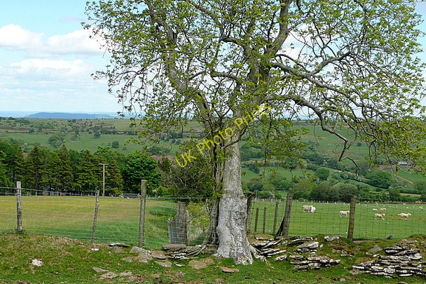 Photo 6"x4" Above Newhouse Farm Craswall\/SO2835 c2010