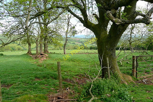 Photo 6"x4" South of Newhouse Farm Craswall\/SO2835 c2010