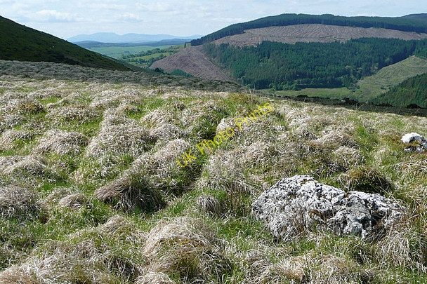 Photo 6"x4" On Mynydd Gwyn Llanwrtyd Wells c2010