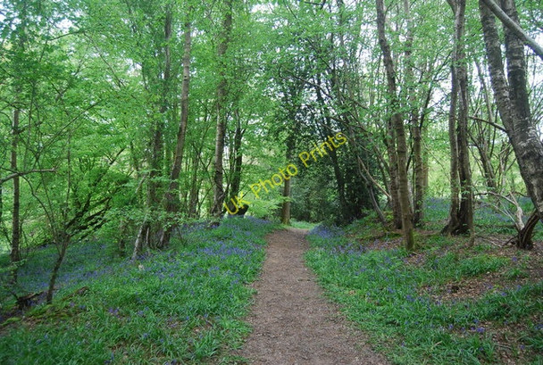 Photo 6"x4" Bluebells by the Sussex Ouse Valley Way Fletching Common c2010