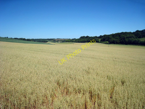 Photo 6"x4" Crop Field near Bodsham Hill Street\/TR1145 c2010