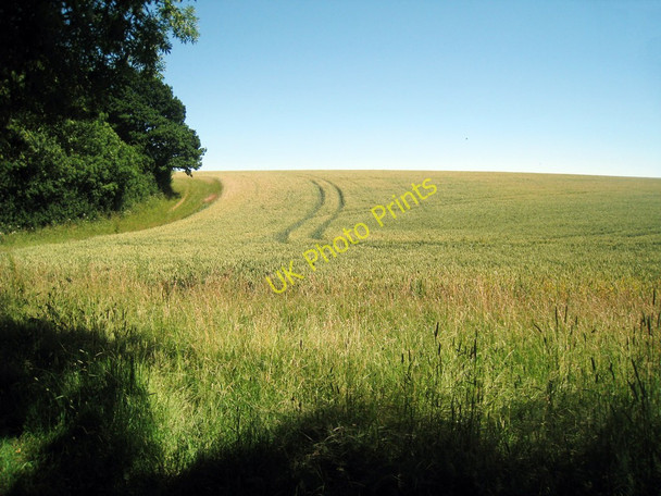 Photo 6"x4" Wheat Field near Bodsham Bodsham c2010