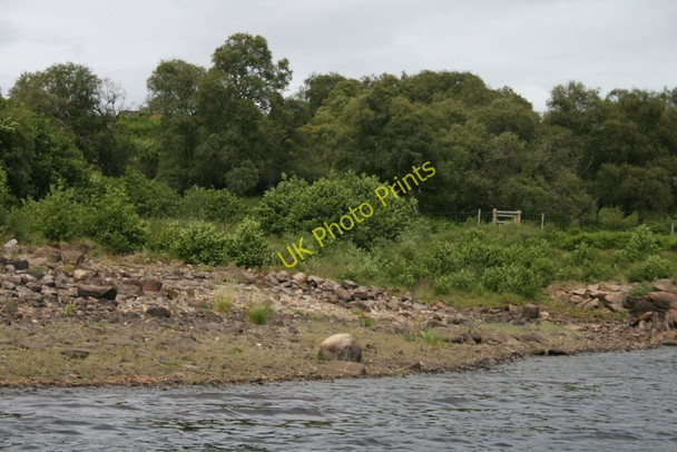 Photo 6"x4" The self-seeding shrubbery on the shores of Shin Tirryside c2010