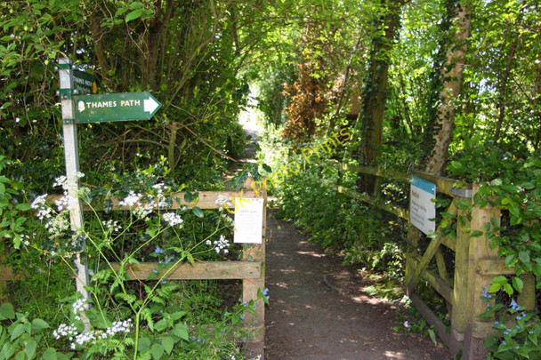 Photo 6"x4" The Thames Path heads back to the river Wallingford c2010