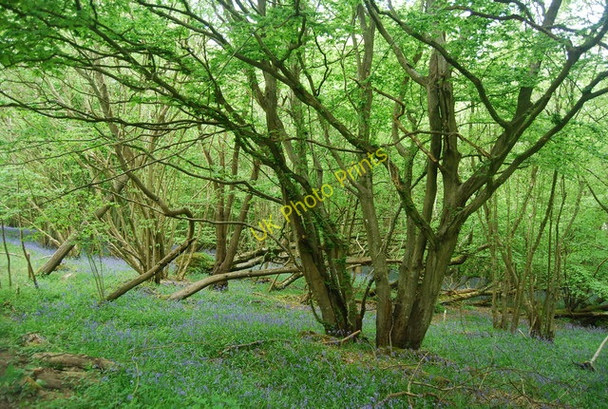 Photo 6"x4" Coppiced trees, Hammer Wood Scayne's Hill c2010