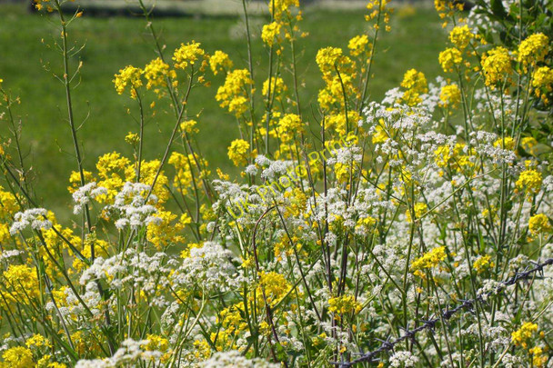Photo 6"x4" White and yellow wildflowers near Benson Wallingford c2010