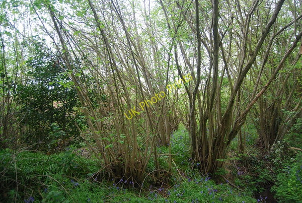 Photo 6"x4" Coppiced trees near Pegden Scayne's Hill c2010