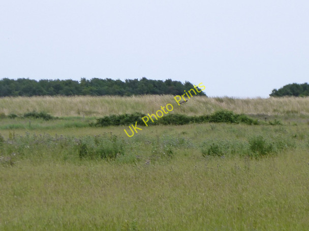 Photo 6"x4" Old sea wall at Holkham, with marsh harrier Wells-Next-The-Sea c2010
