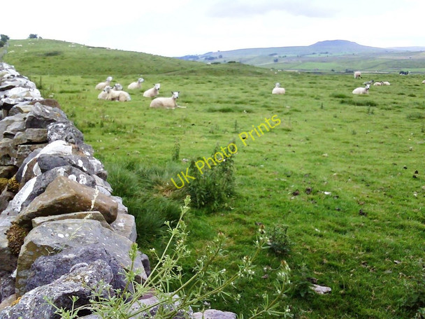 Photo 6"x4" Sheep over dry stone wall near Cams House Burtersett c2010