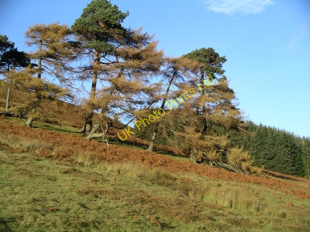 Photo 6"x4" Old larches and pines, Glensax Bonnington\/NT2538 c2005