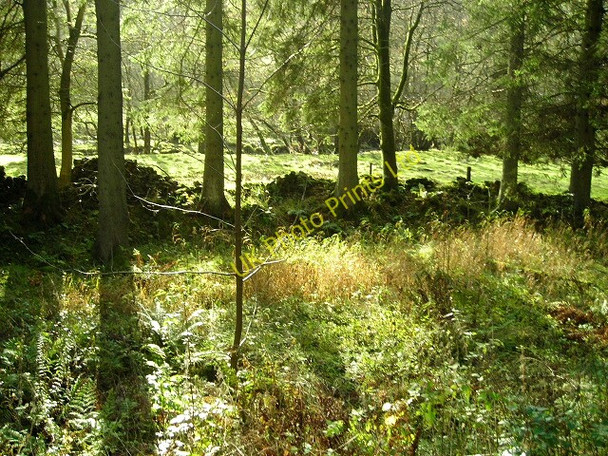 Photo 6"x4" Old Wall and Meadow Near Tweeden Burn Greens\/NY4886 c2007