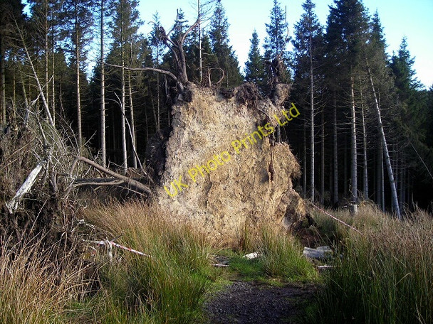 Photo 6"x4" Wind blown trees in Newcastleton Forest Whithaugh c2007