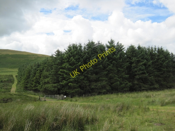 Photo 6"x4" Plantation and Track towards Old Fawdon Hill Fawdon\/NU0315 c2010