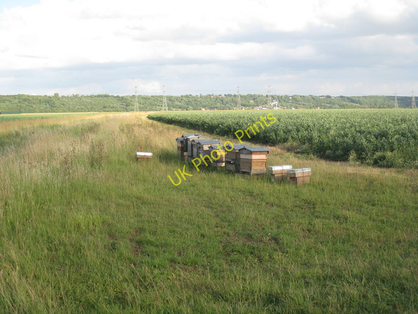 Photo 6"x4" Beehives and bean field Adlingfleet c2010