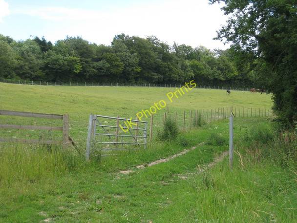 Photo 6"x4" Field of Horse Denton\/TR2147 c2010