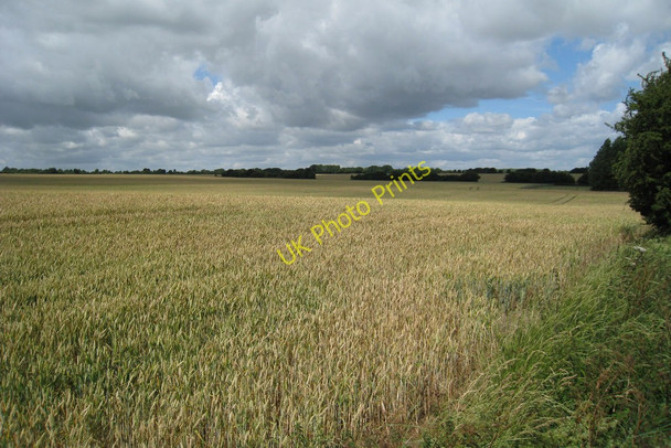Photo 6"x4" Wheat Field at Temple Farm Temple Ewell c2010