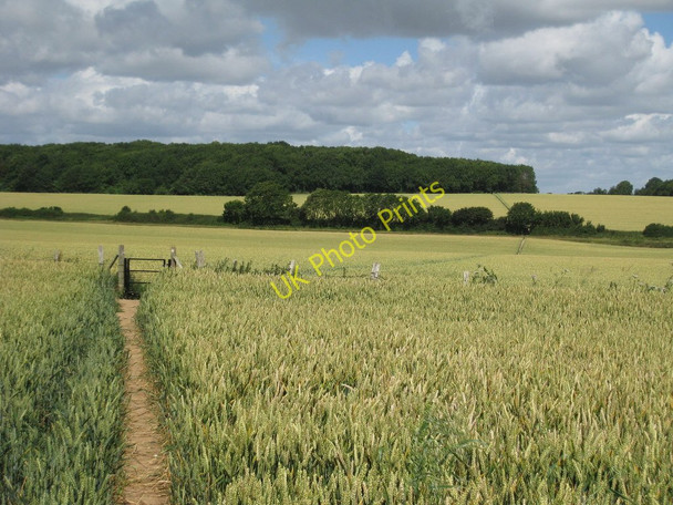 Photo 6"x4" Footpath through Wheat Field Coldred c2010
