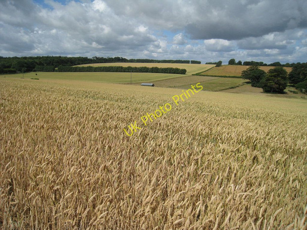 Photo 6"x4" Wheat Field at Malmain's Farm Ashley\/TR3048 c2010