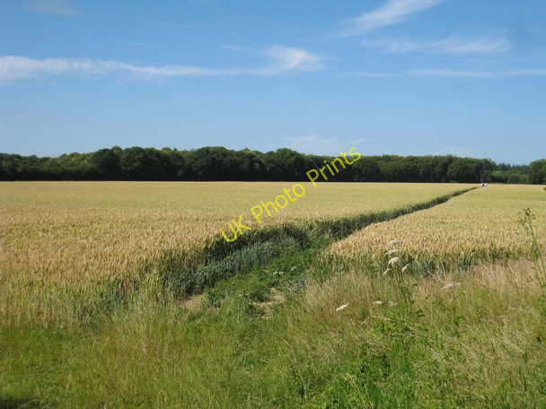 Photo 6"x4" Wheat Field near Bladbean Farm Bladbean c2010