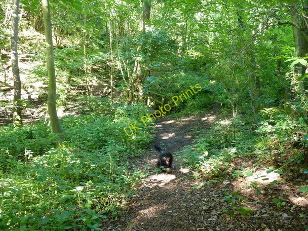Photo 6"x4" Footpath in the gloomy woods Ackleton c2010