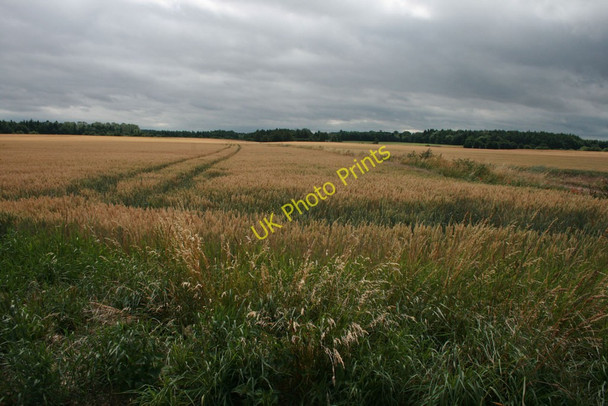 Photo 6"x4" An expanse of wheat Tong\/SJ7907 c2010