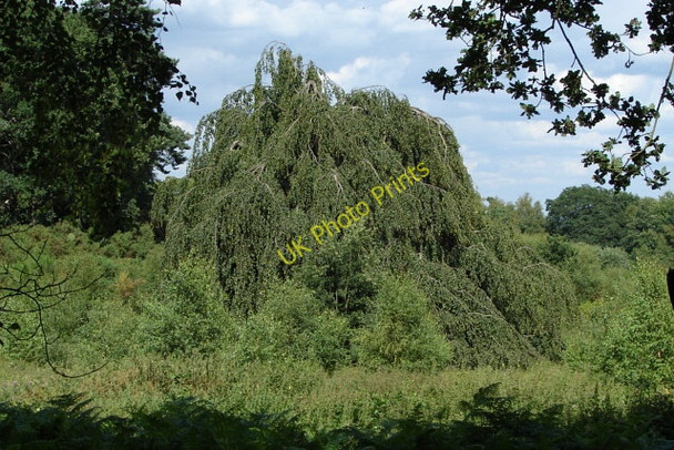 Photo 6"x4" Bagshot Heath Camberley c2010