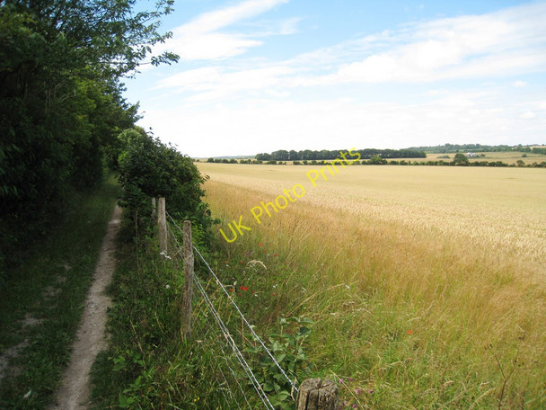 Photo 6"x4" Wheat Field on The Downs Elvington\/TR2750 c2010