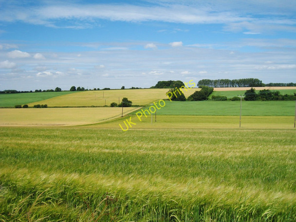 Photo 6"x4" Wheat Field off Thornton Lane Heronden\/TR2954 c2010