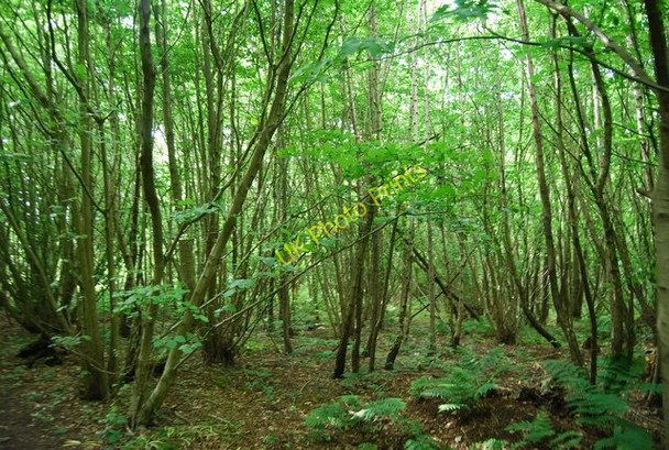 Photo 6"x4" One Tree Hill Rooks Hill c2010