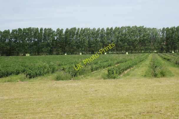 Photo 6"x4" Fruit Field near Cold Harbour Farm  Ileden c2010