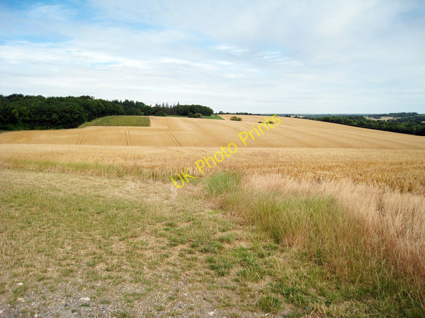 Photo 6"x4" Wheat Field off Pheasant's Hall Road Barham\/TR2050 c2010