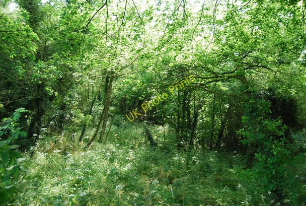 Photo 6"x4" Woodland by Sweet Briar Rd (A140) Mile Cross c2010