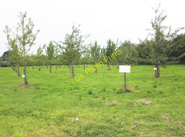 Photo 6"x4" Dunkertons perry orchard, Lower Bearwood Bearwood\/SO3856 c2010