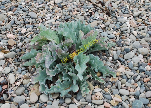 Photo 6"x4" Sea kale [Crambe maritima] North Scale c2010