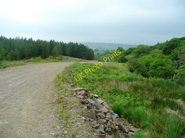 Photo 6"x4" Woodland at Nant-y-cafn Isaf Crynant\/Creunant\/SN7905 c2010