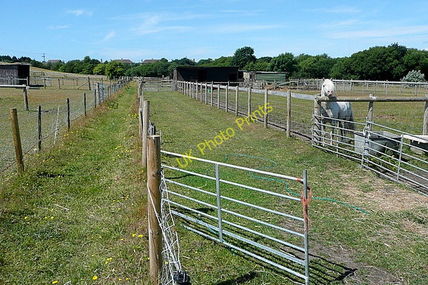 Photo 6"x4" Footpath towards Godshill Godshill\/SZ5281 c2010