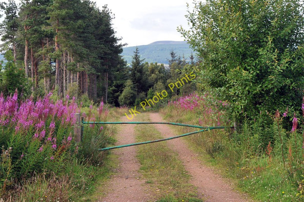 Photo 6"x4" Forest track near Easter Toberchurn Kinbeachie c2010