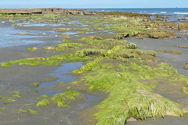 Photo 6"x4" Whitecliff Bay Bembridge c2010