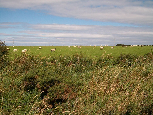Photo 6"x4" Sheep at Bryn Odol Rhos-y-llan c2010