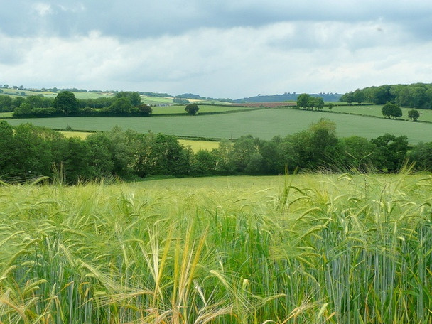 Photo 6"x4" Barley crop 2 St Weonards c2010