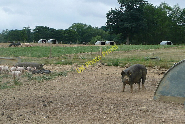 Photo 6"x4" Pigs at Brinsbury North Heath\/TQ0621 c2010