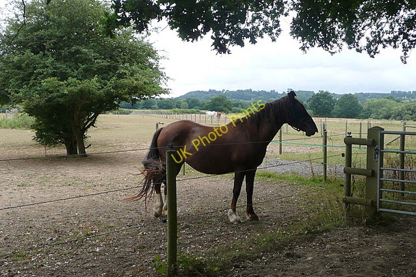 Photo 6"x4" On the footpath near Stablebarn Farm Codmore Hill c2010