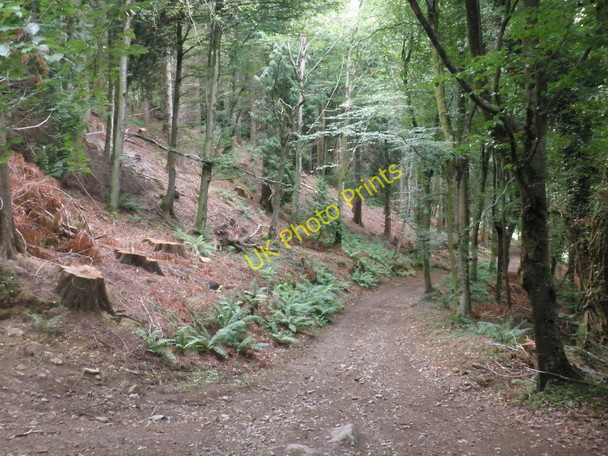 Photo 6"x4" Path, through Houndtor Wood Lustleigh Cleave c2010