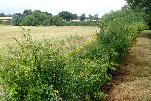 Photo 6"x4" North from Haybarn Strood Green\/TQ0224 c2010