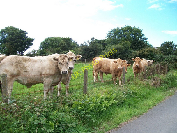 Photo 6"x4" Inquisitive young steers alongside Lon Ty Mawr Bryncroes c2010