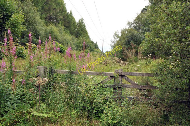 Photo 6"x4" Overgrown track along the edge of Conan Wood Bishop Kinkell c2010