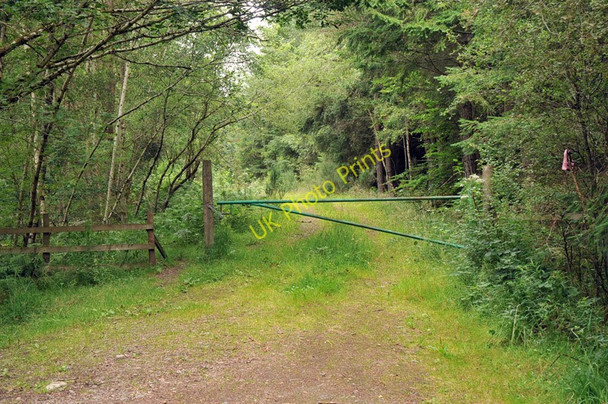Photo 6"x4" Overgrown forest track into Shantullich Wood Munlochy c2010