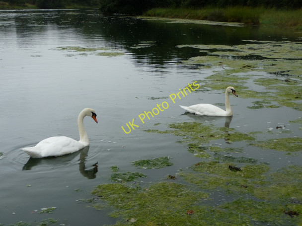 Photo 6"x4" Mute Swans (Cygnus olor) Newtown\/SZ4290 c2010